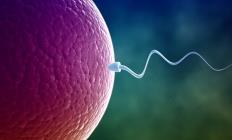 Đột phá y học: Đàn ông có thể sinh con với nhau mà không cần phụ nữ